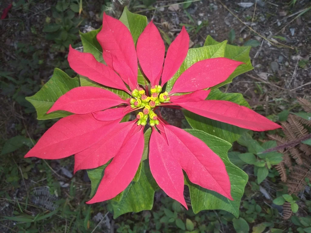 Euphorbia Pulcherrima