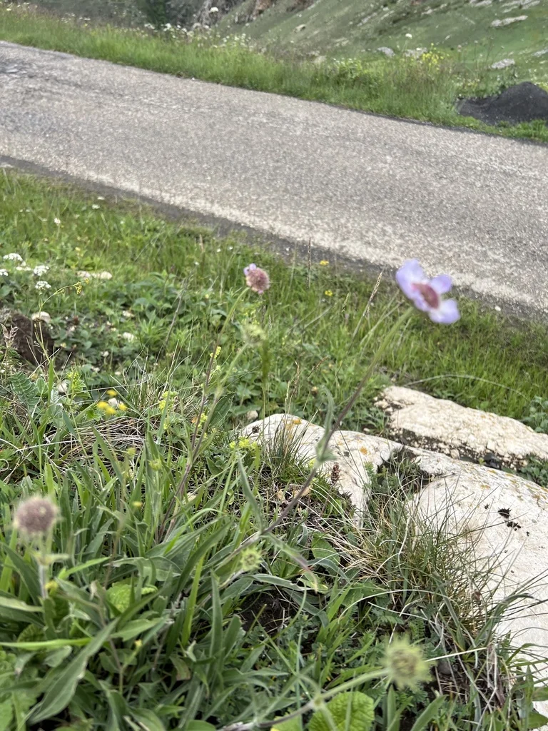 Scabiosa Caucasica