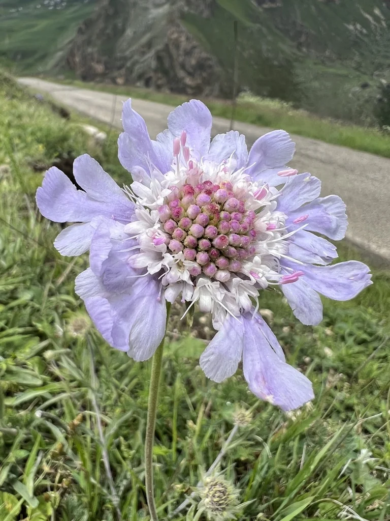 Scabiosa Caucasica