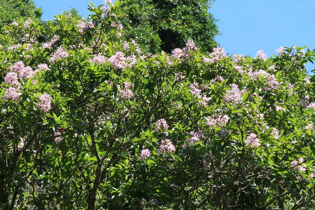 Calodendrum Capense
