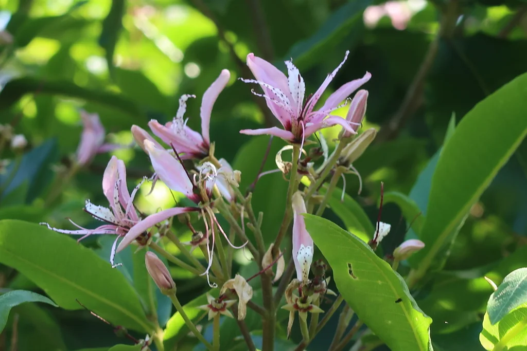 Calodendrum Capense