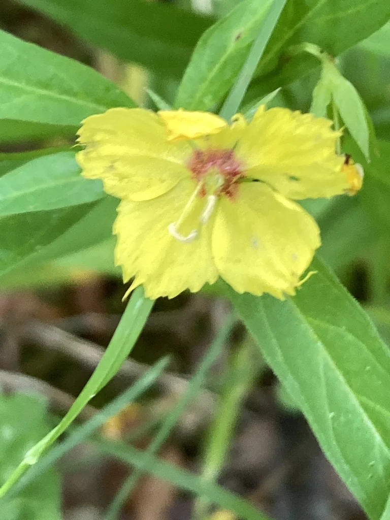 Lysimachia Lanceolata
