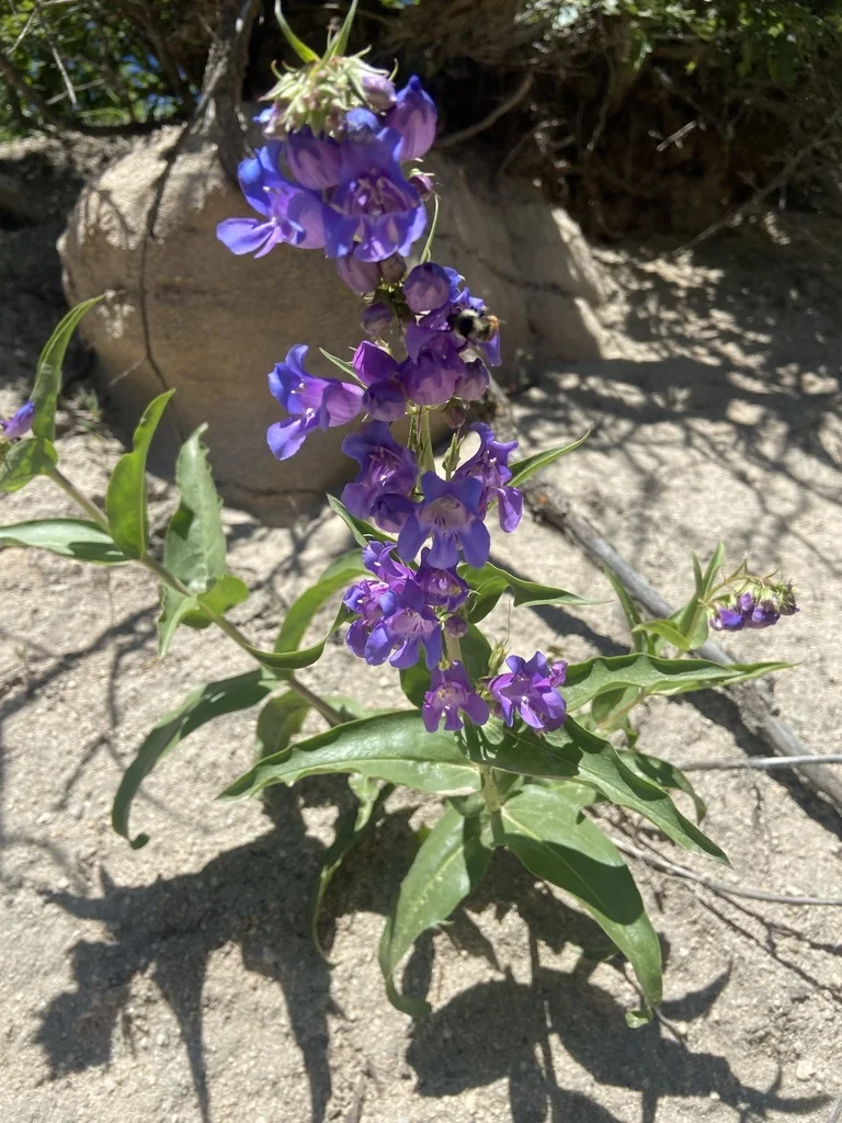 Penstemon Glaber