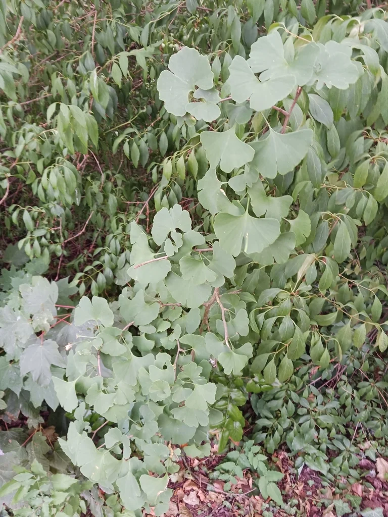 Ginkgo Biloba