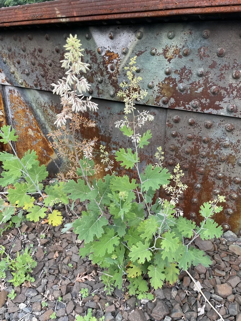 Macleaya Cordata