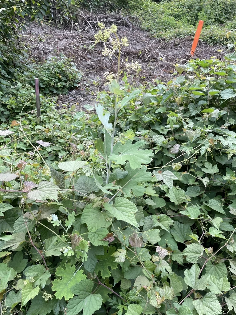 Macleaya Cordata