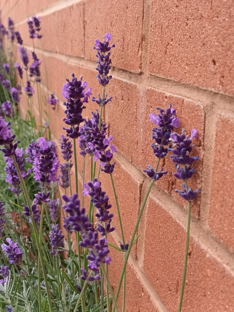 Lavandula angustifolia