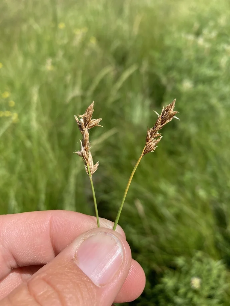 Carex Praegracilis