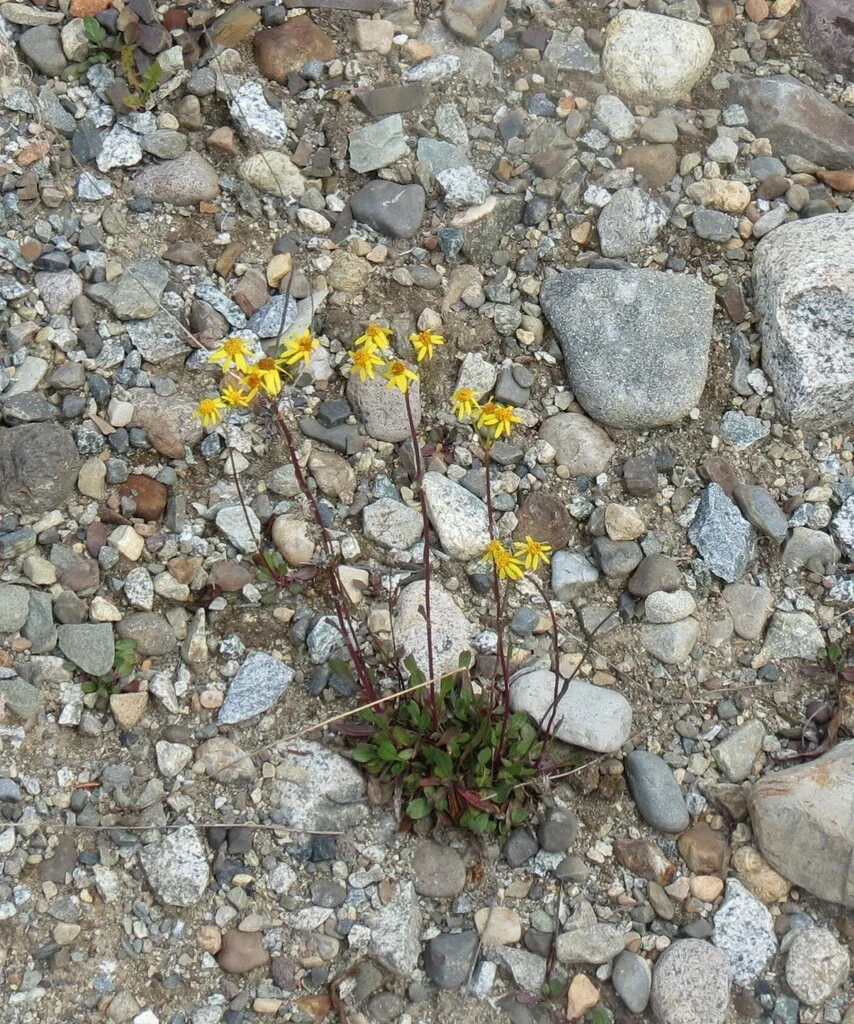 Senecio Fulgens