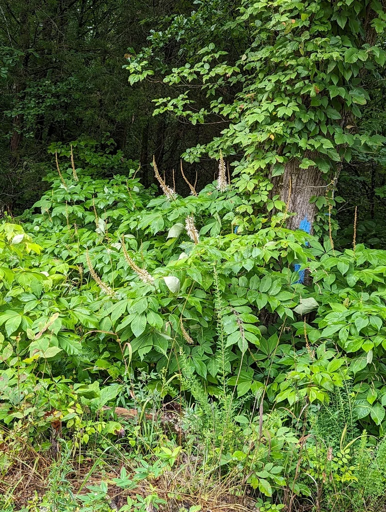 Aesculus Parviflora