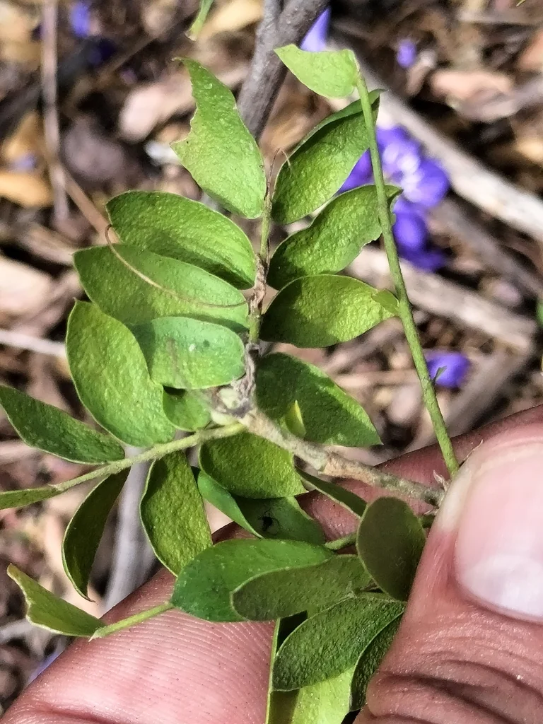 Guaiacum Coulteri