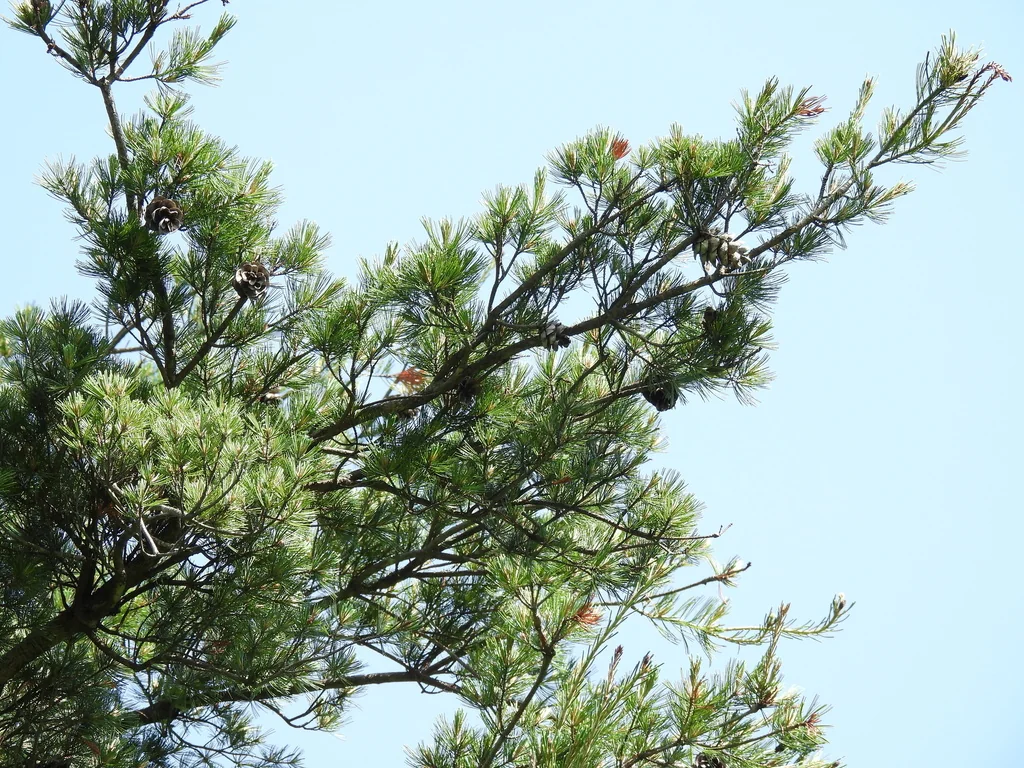 Pinus Parviflora