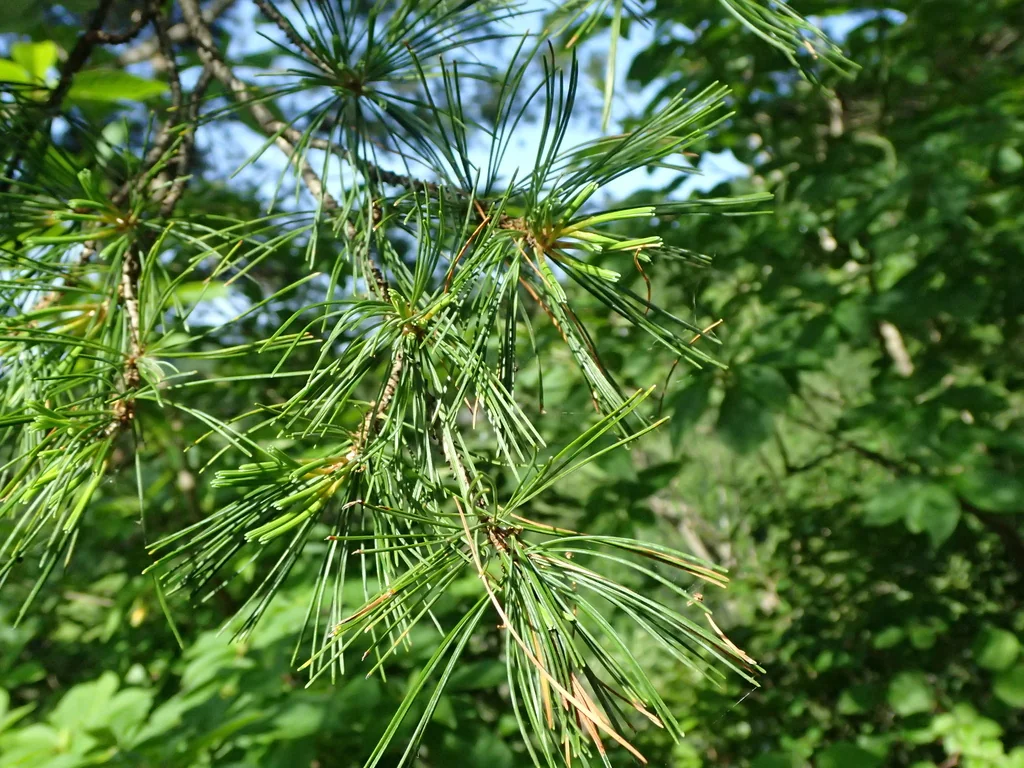 Pinus Parviflora