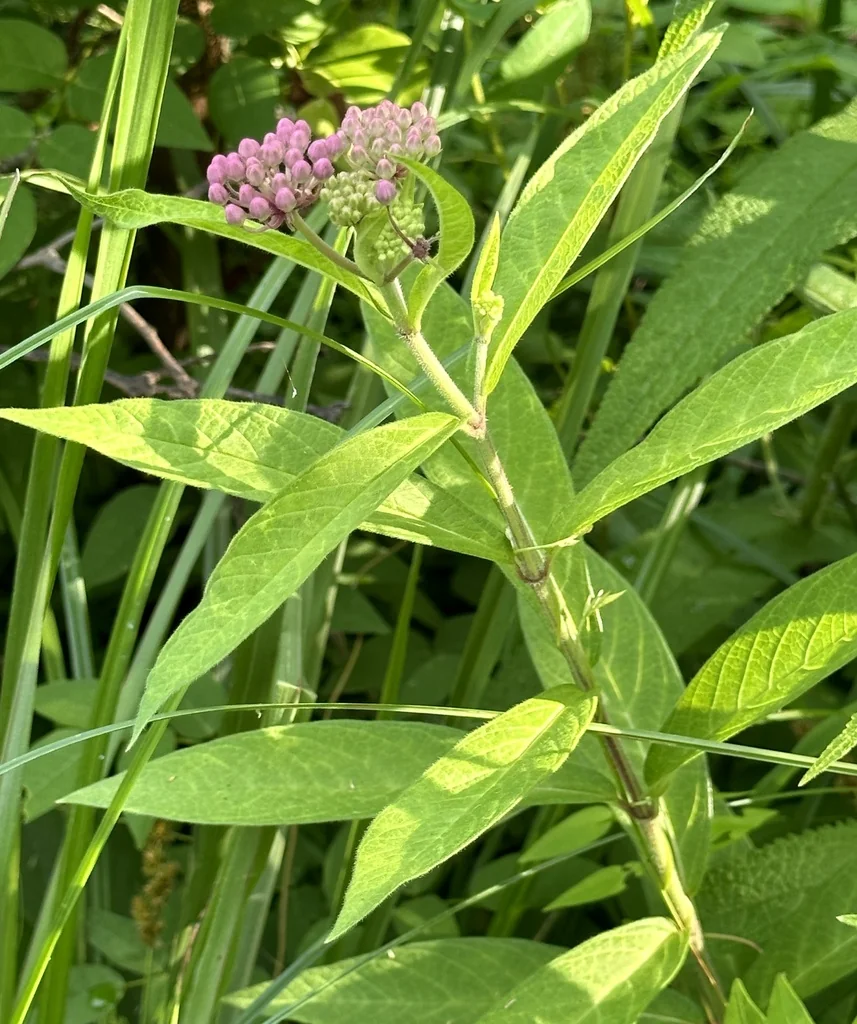 Asclepias Incarnata Pulchra