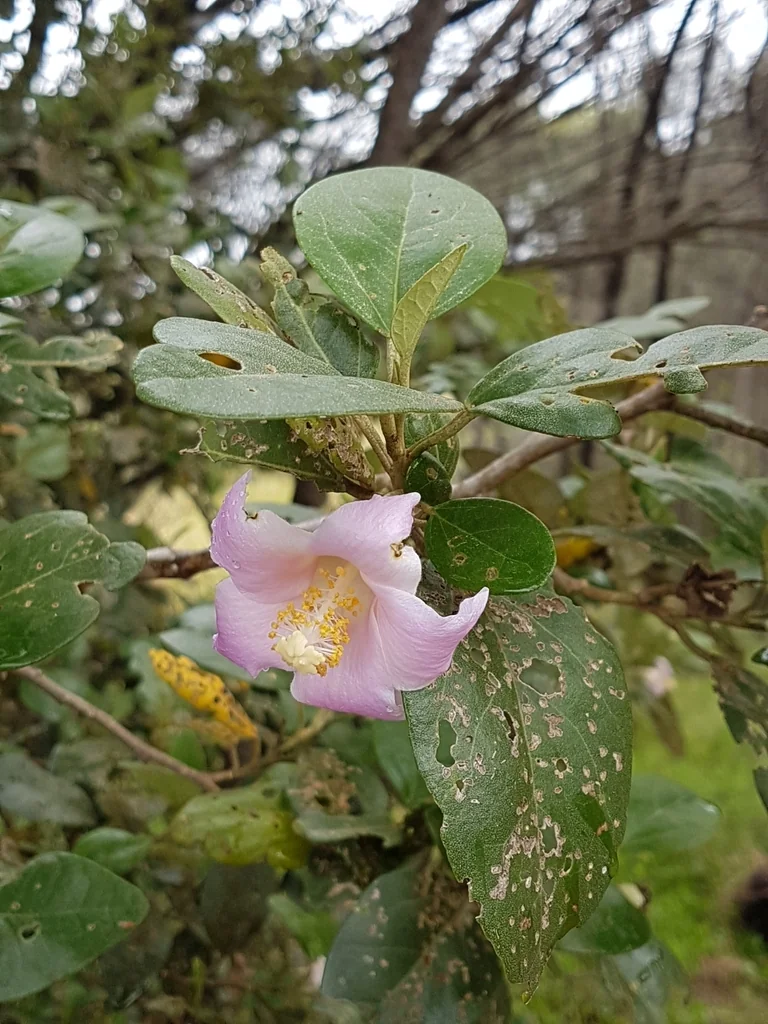 Lagunaria Patersonii