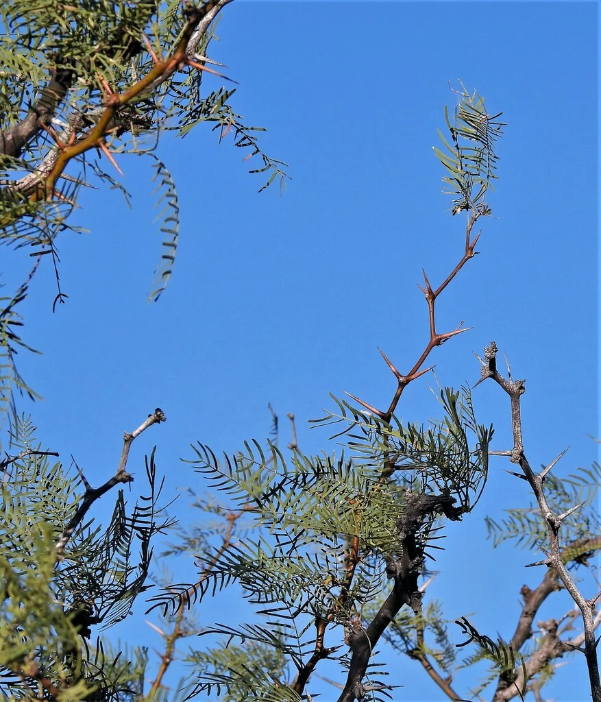 Prosopis Chilensis