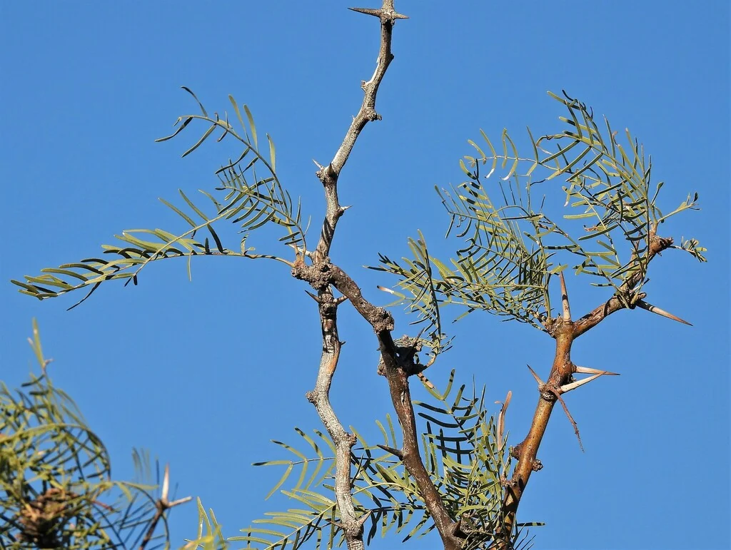 Prosopis Chilensis