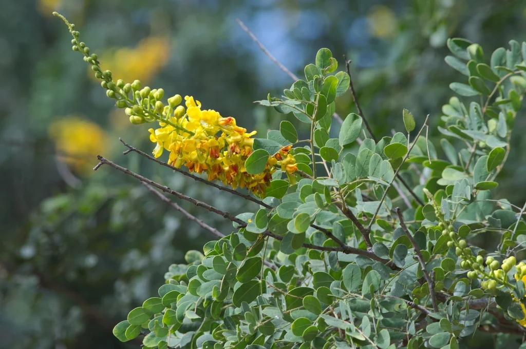 Caesalpinia Cacalaco