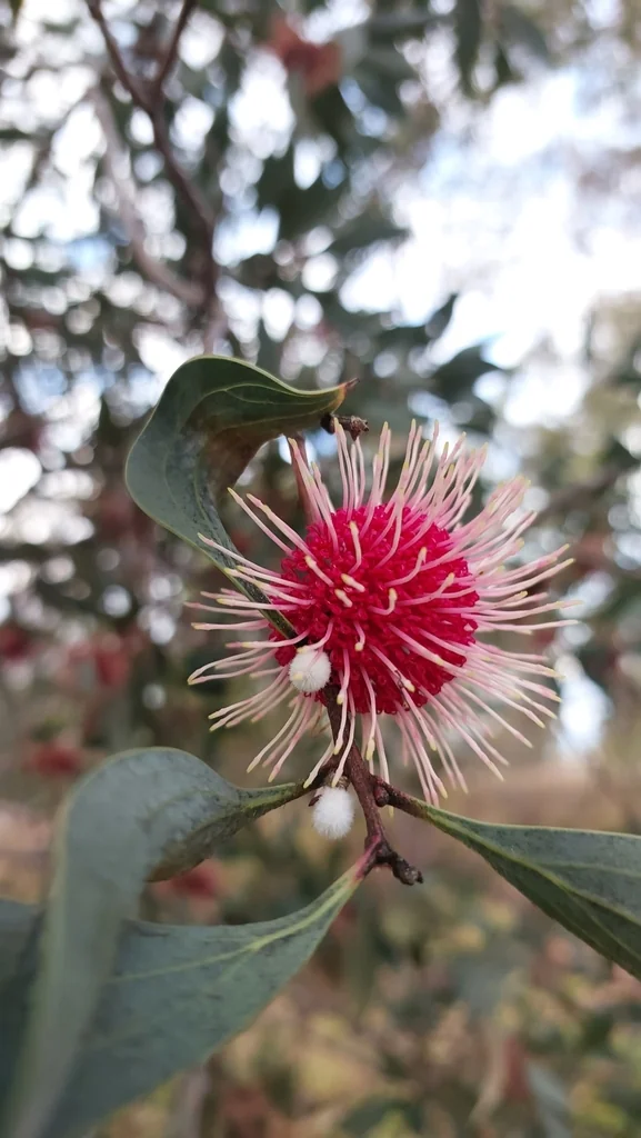 Hakea Laurina