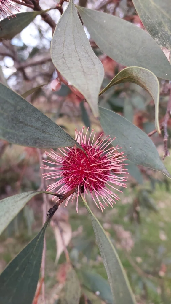 Hakea Laurina