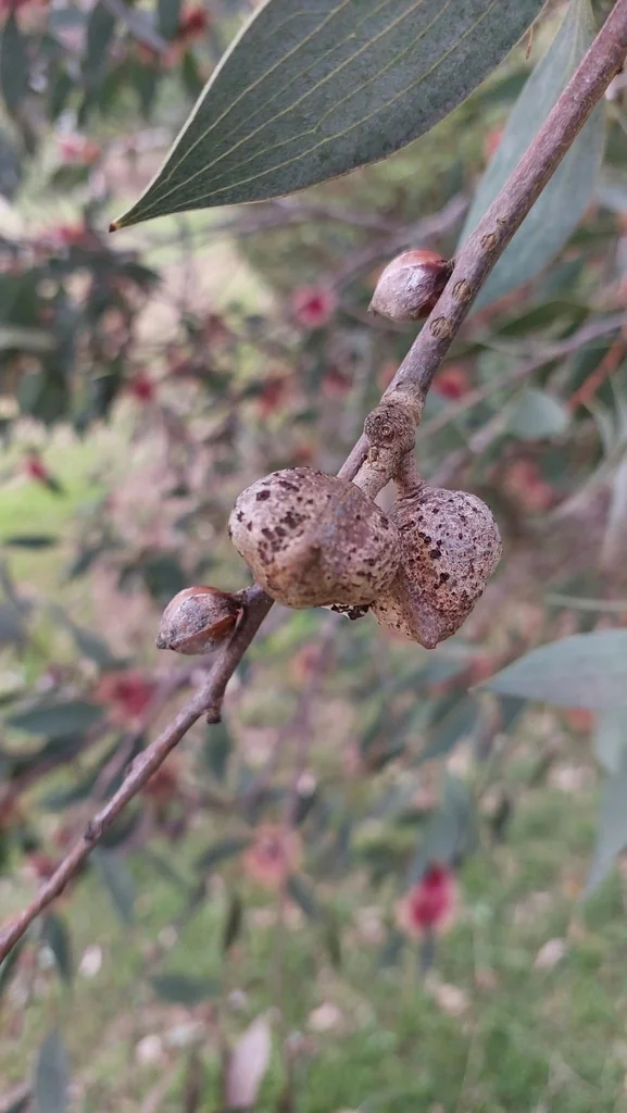 Hakea Laurina