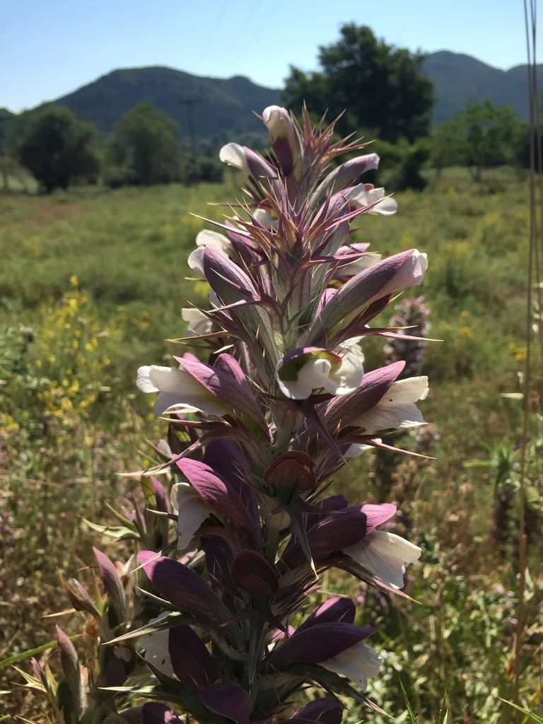 Acanthus Spinosus