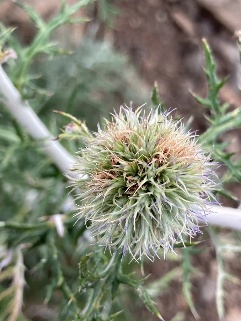 Echinops Ritro Ruthenicus