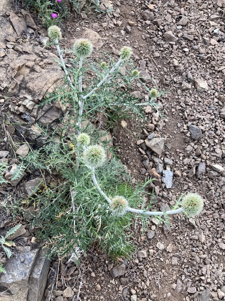 Echinops Ritro Ruthenicus