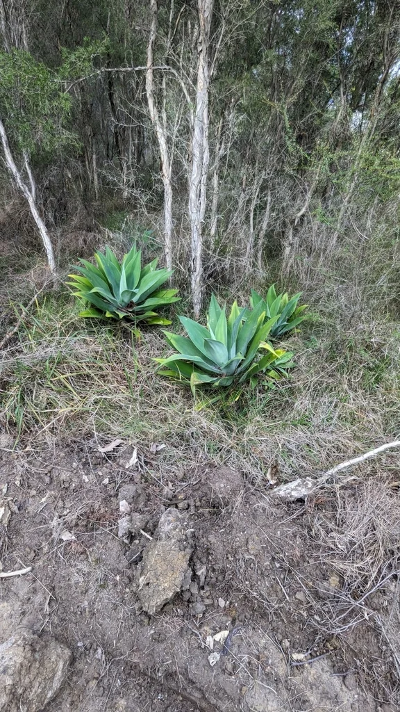 Agave Attenuata