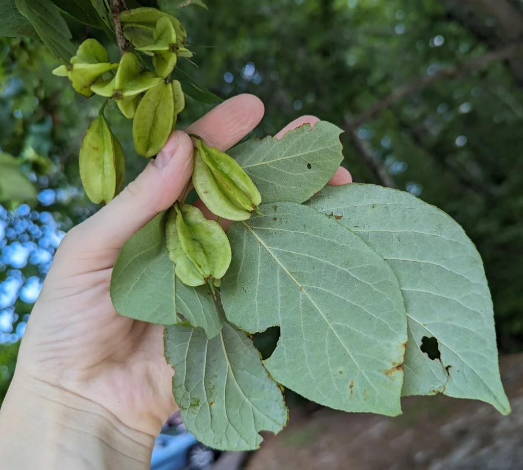 Halesia Carolina