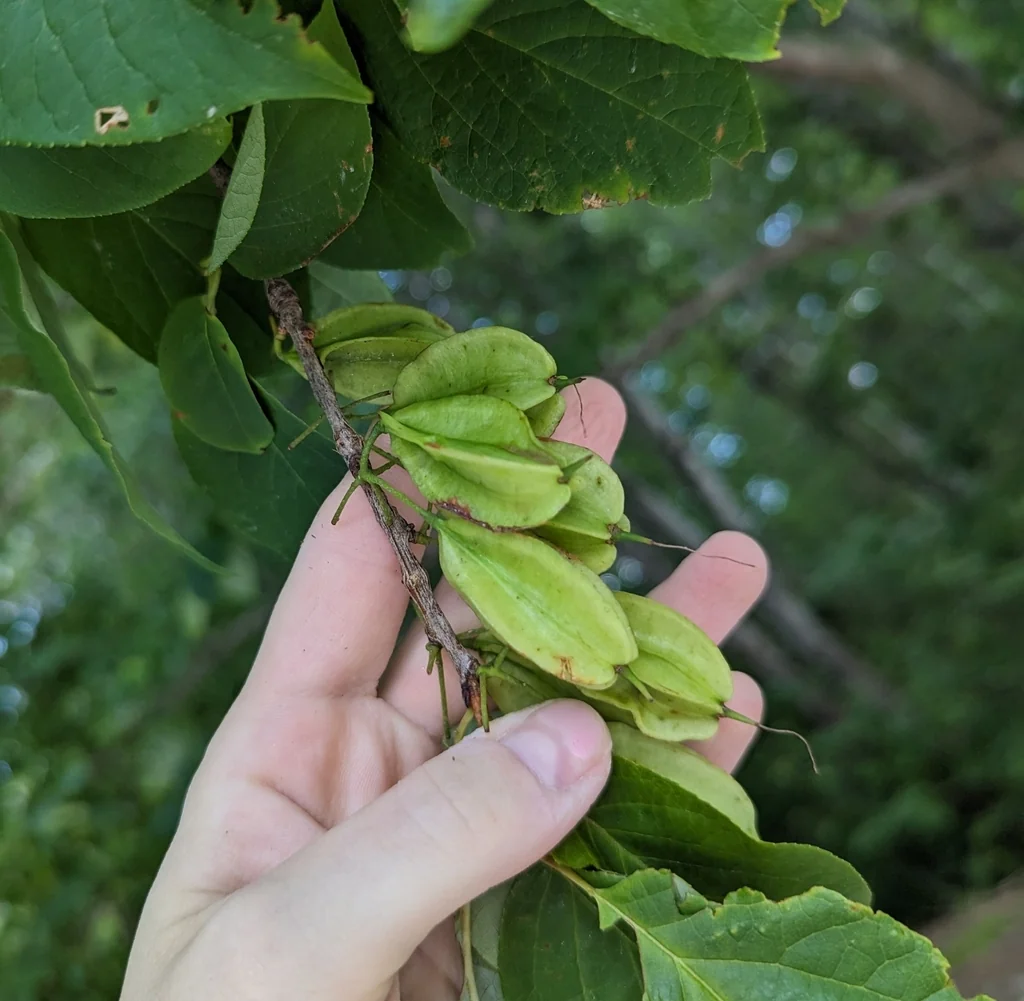 Halesia Carolina