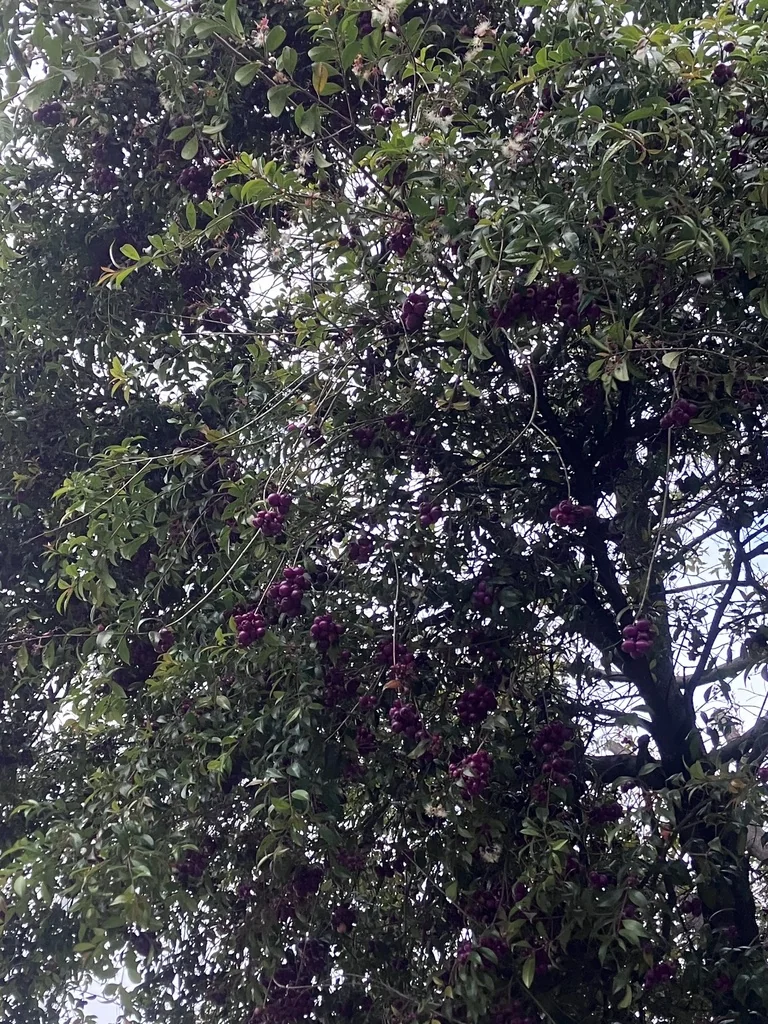 Syzygium Paniculatum
