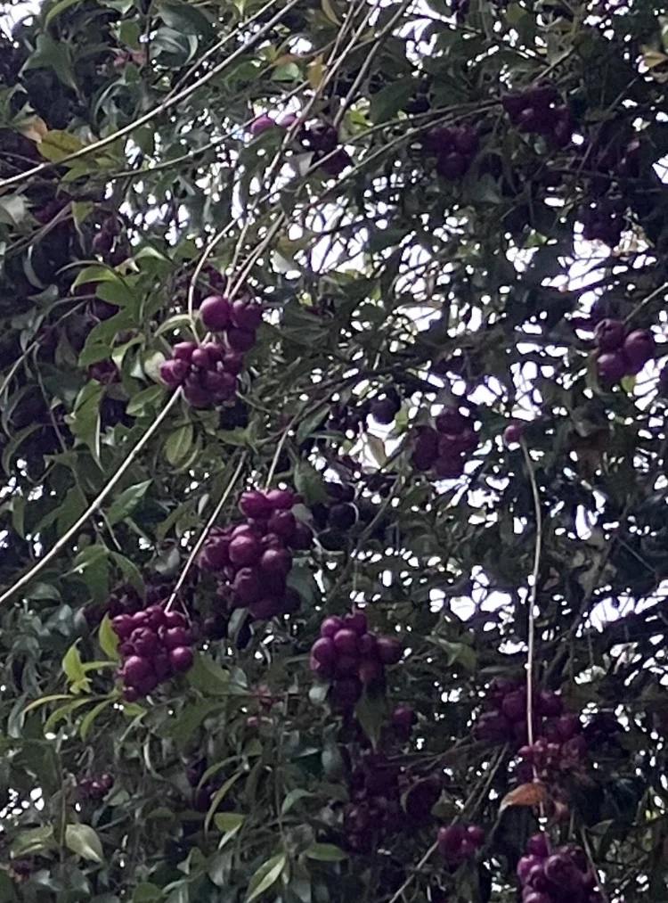 Syzygium Paniculatum