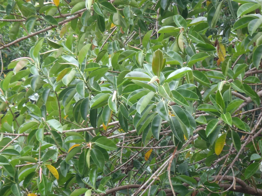 Ficus elastica