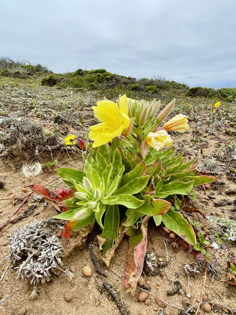 Oenothera Elata Ssp. Hookeri