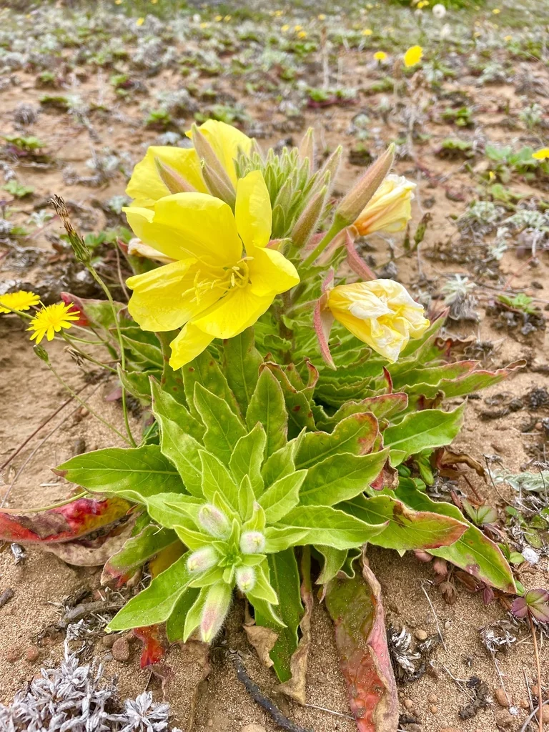 Oenothera Elata Ssp. Hookeri