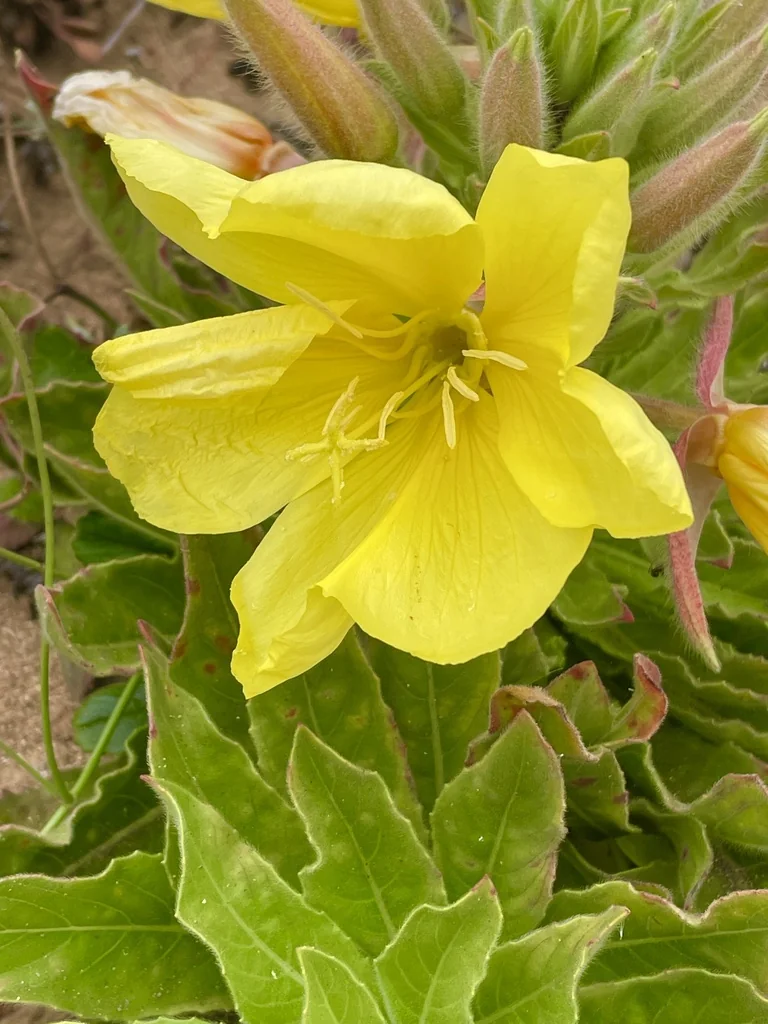 Oenothera Elata Ssp. Hookeri