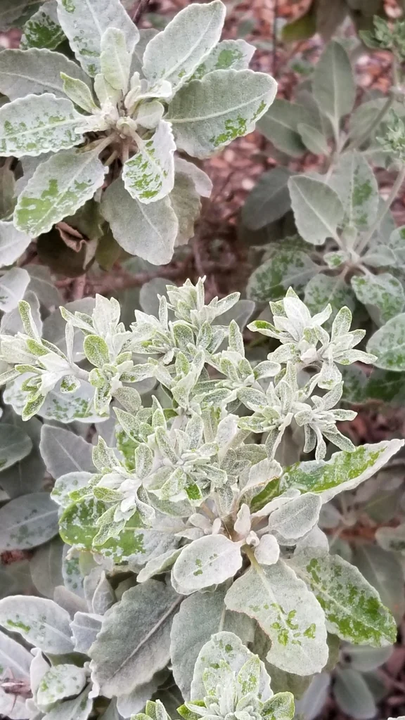 Eriogonum Giganteum