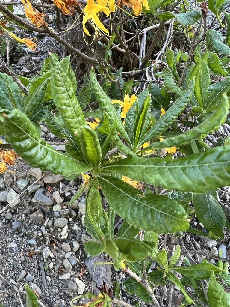 Rhododendron Luteum