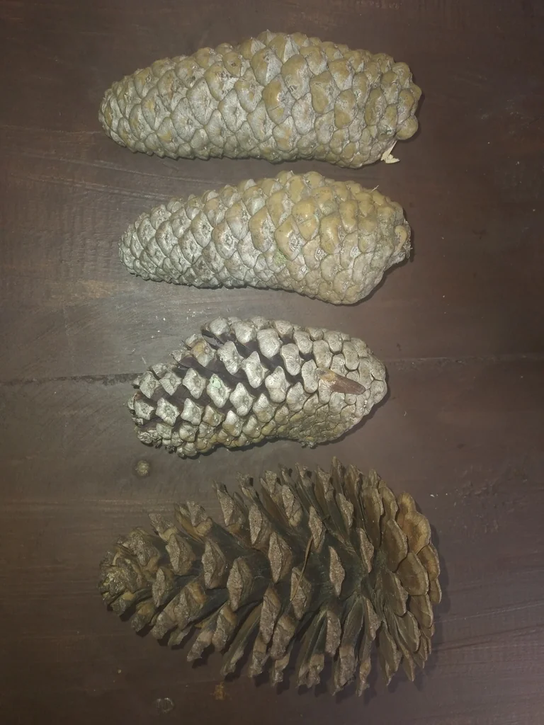 Pinus Patula