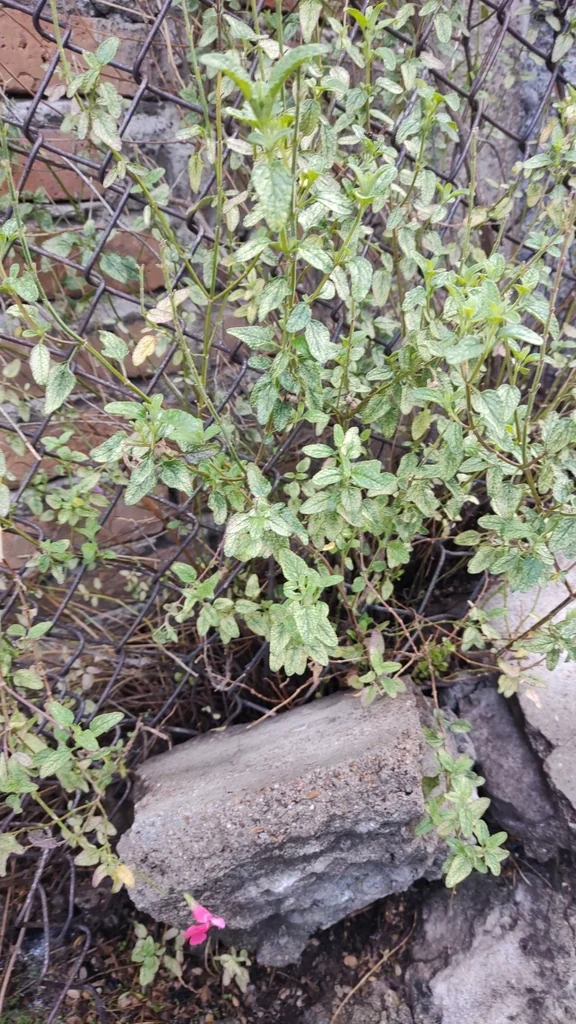 Salvia Microphylla