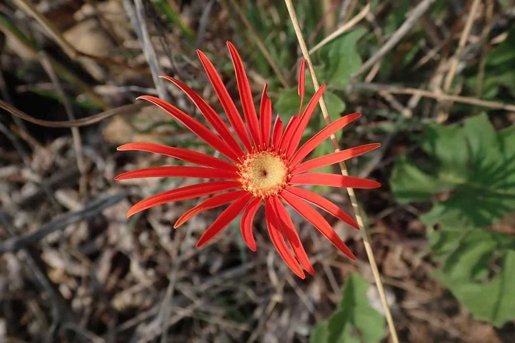 Gerbera Jamesonii