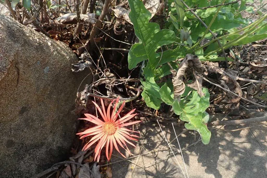 Gerbera Jamesonii