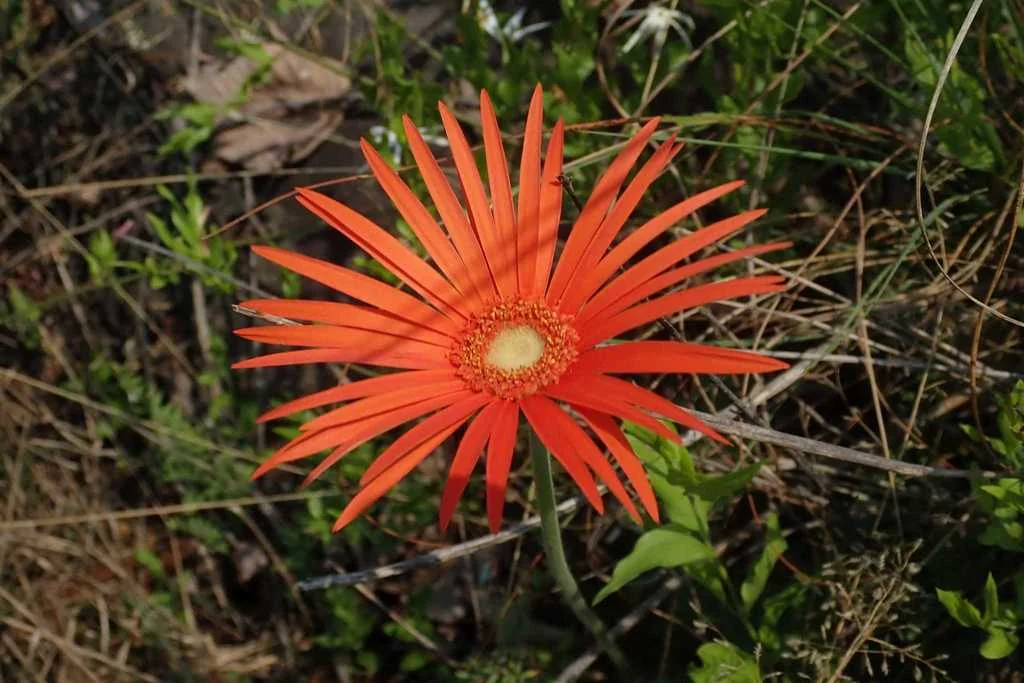 Gerbera Jamesonii