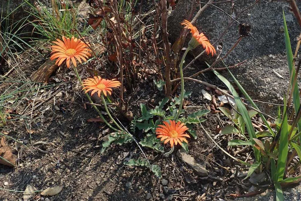Gerbera Jamesonii