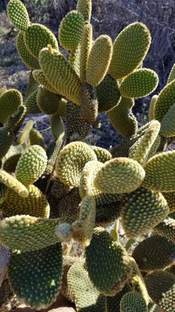 Opuntia Microdasys