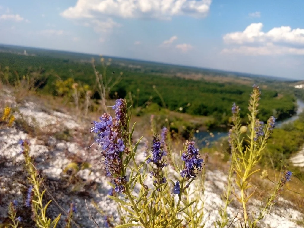 Hyssopus officinalis