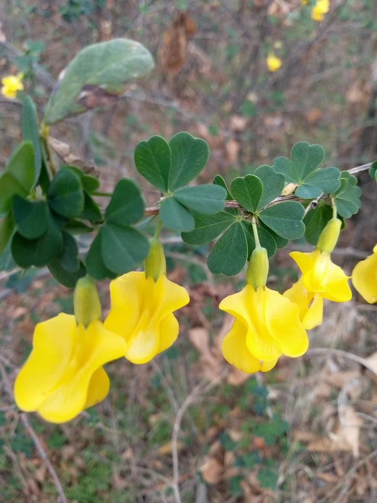 Caragana frutex