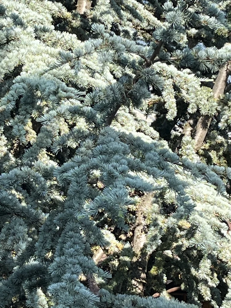 Cedrus atlantica