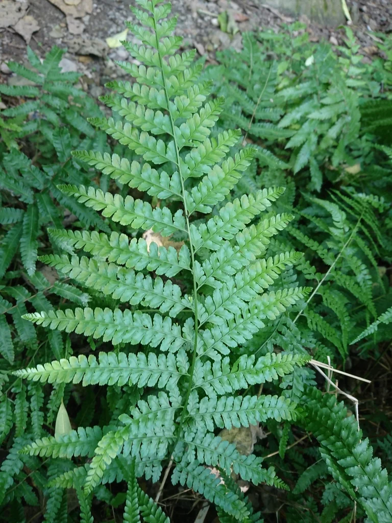 Microlepia Strigosa